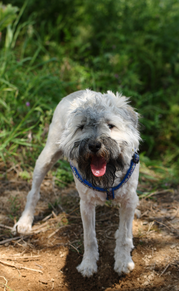 家有小串串(贵宾和雪纳瑞的串)-家有宠物-杭州19楼