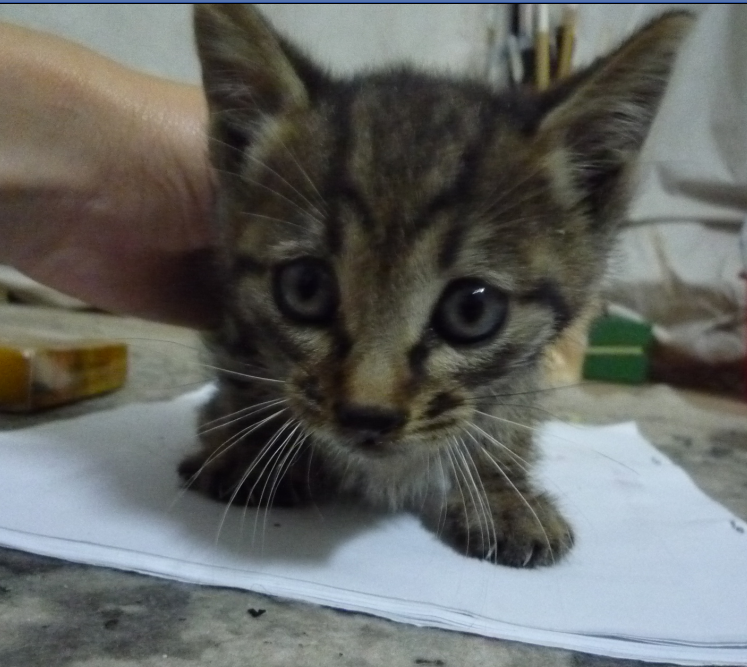 超可爱的满月黑狸花和黄虎斑猫咪免费领养(已领养)-家有宠物-杭州19楼