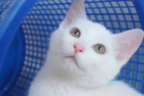 19楼百家猫猫开“趴替”ing~超多美猫照片~猫奴们继续来报道吧~-第5页-家有宠物-杭州19楼