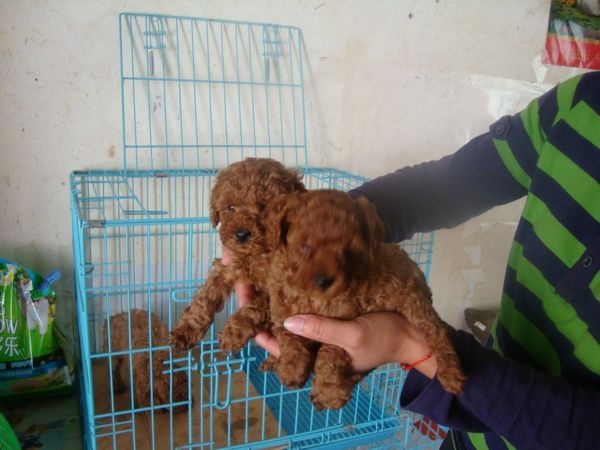 晒晒50天的小泰迪,实物照片,可视频看狗