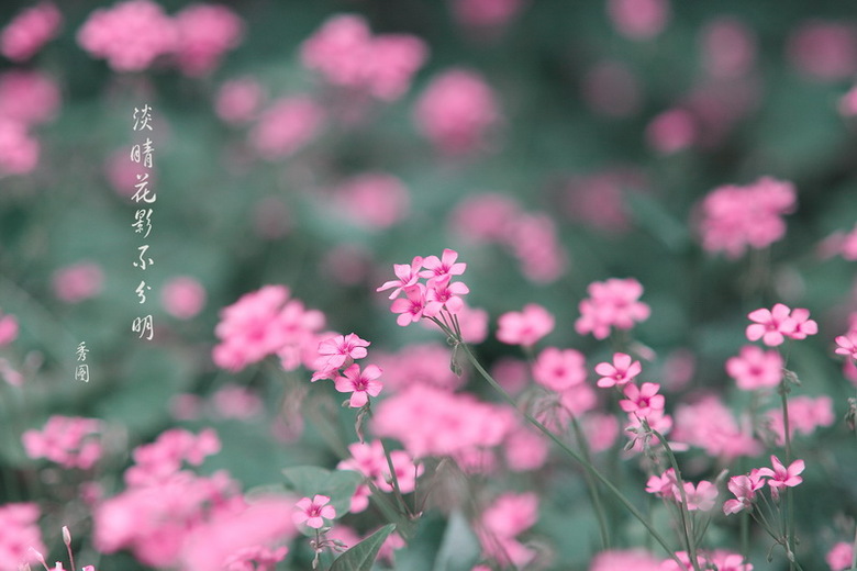 淡晴花影不分明