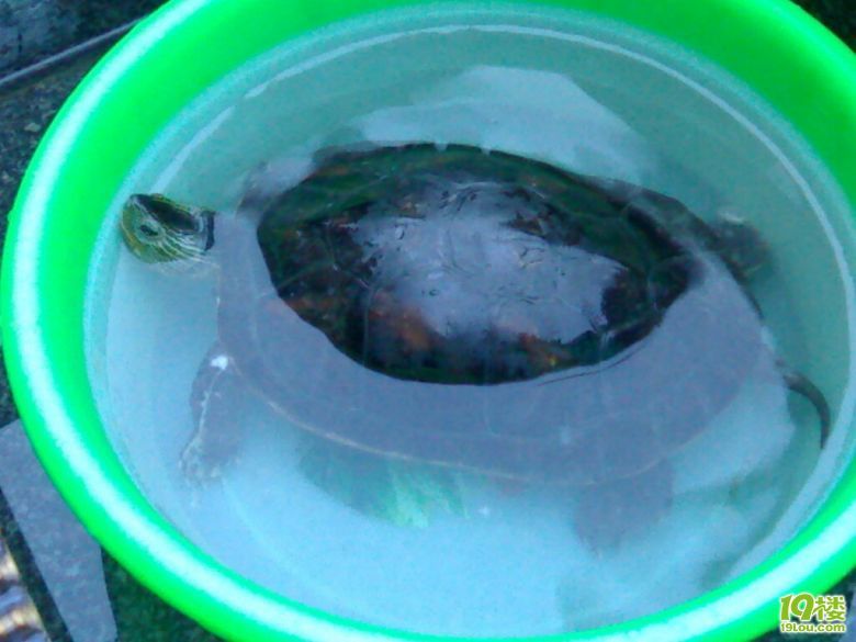 抓到一 只3.2斤的野生大乌龟今天晚上9.30阿六