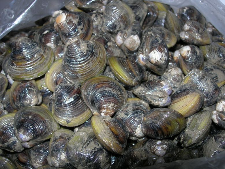 从清洁工到疯狂的黄蚬,充实的一天~-美食俱乐