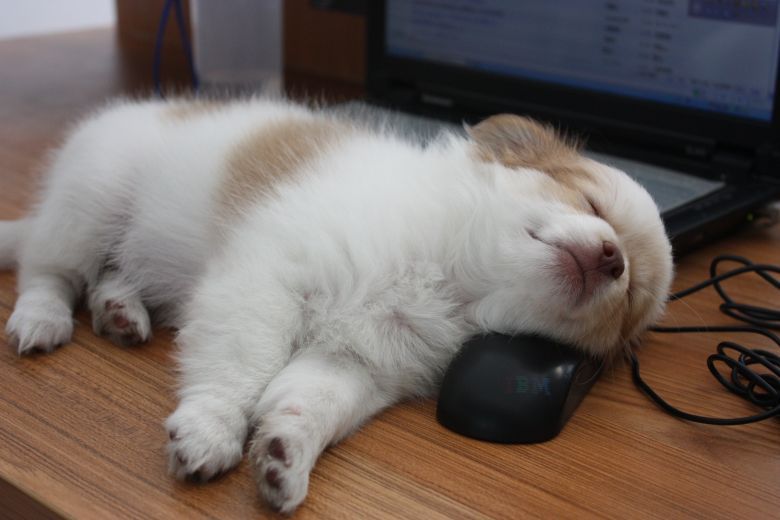 出售自家生的串串 博美(母)和蝴蝶(公) -宠物相