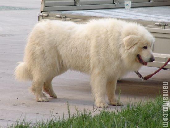 喜欢巨型犬的请进