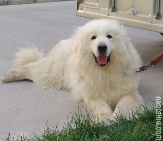 出售极品小白熊,喜欢巨型犬的请进