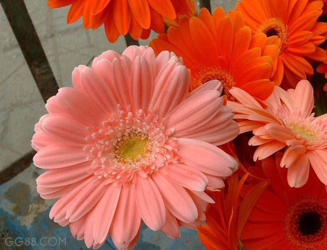 【天天转帖】美丽的扶郎花-情感沙龙-杭州19楼