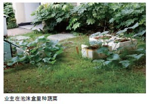 小區(qū)里到處有人種菜，有人偷菜   種菜房價(jià)會(huì)不會(huì)受影響？
