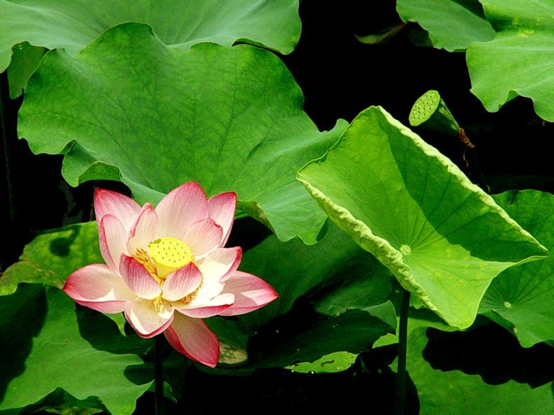 西子荷花妆-19摄区-杭州19楼