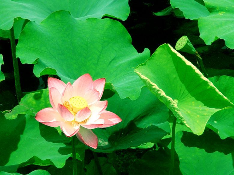 西子荷花妆-19摄区-杭州19楼