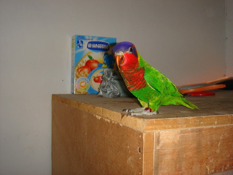 流风鸟园:长期出售中\/大型宠物鹦鹉-宠物相关交