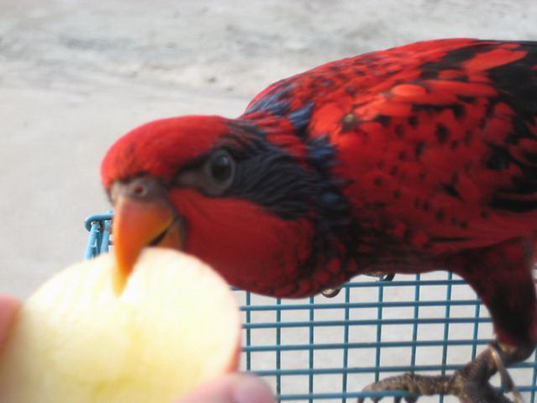 流风鸟园：长期出售中\/大型宠物鹦鹉