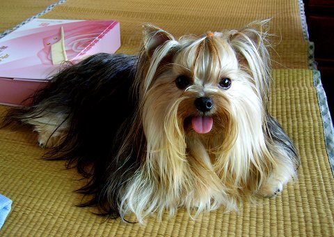 约克夏(金头银背)现在可以预定!~-宠物相关交易