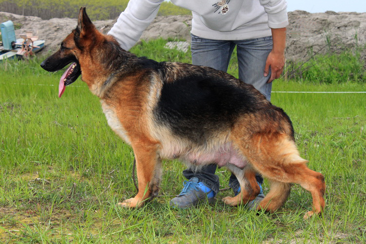 黄金血统小德牧转让!!!