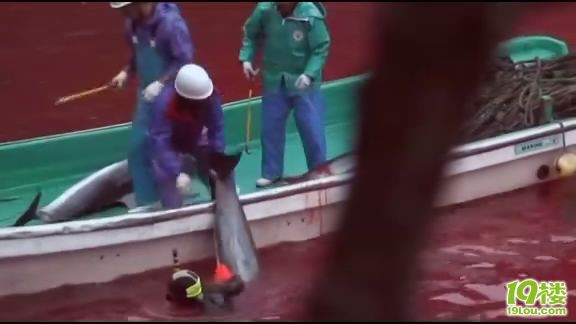 《海豚湾》观后感