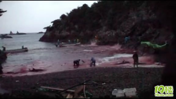 《海豚湾》观后感-电影陪审团-杭州19楼