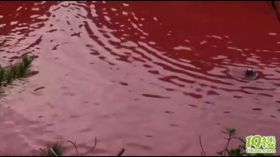 《海豚湾》观后感-电影陪审团-杭州19楼