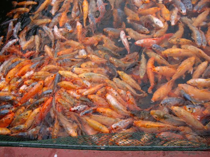 童眼看秀水之亲水宝宝营李韫斐作品(图片欣