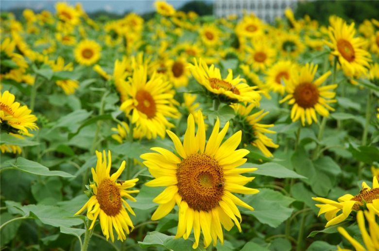 现在杭州哪有整片的向日葵看啊-游记攻略-户外