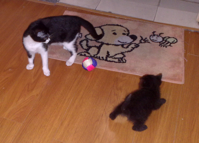 一只成年猫一个月大概吃多少猫粮?-家有宠物-