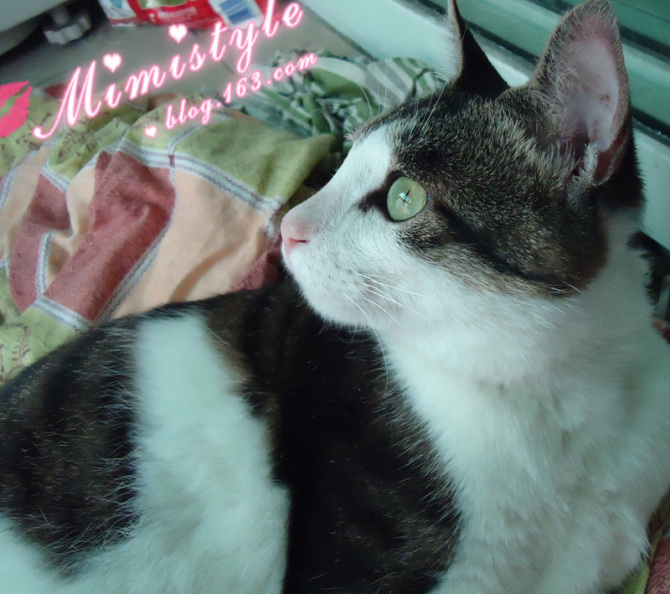 一只成年猫一个月大概吃多少猫粮?-家有宠物-