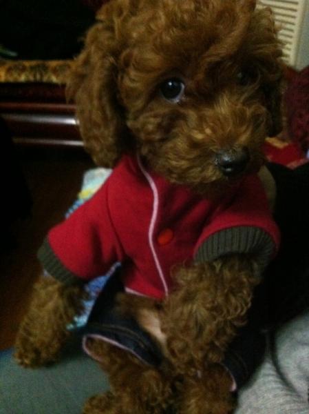 杭州城北北景园地区酒红玩具贵宾GG征婚-家有