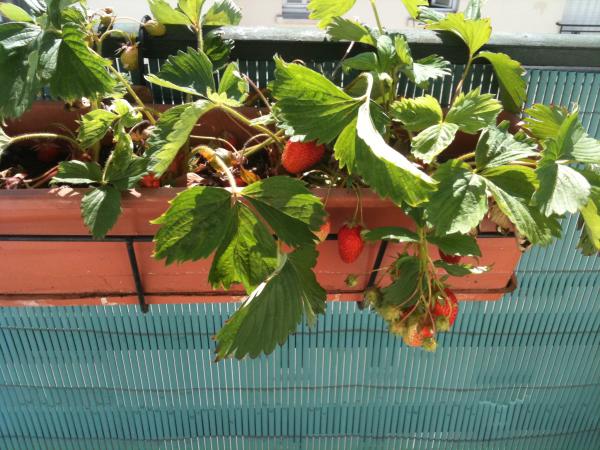 阳台上种的草莓成熟啦-花鸟鱼虫-居家生活-杭州