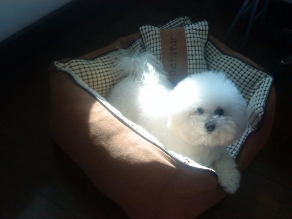 家有儿女之小比熊-家有宠物-杭州19楼