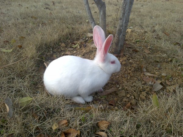 晒晒我家十斤重的兔姐-家有宠物-杭州19楼