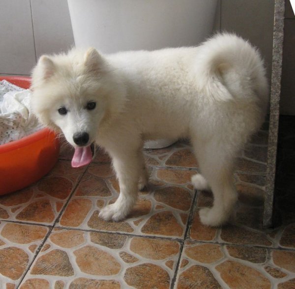 转让自家养五个月大纯种白色母萨摩耶犬