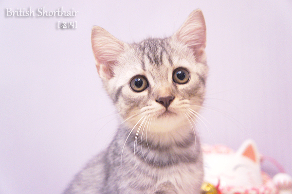 【求抱抱】解救单身幼齿小萌猫!老虎baby来了!