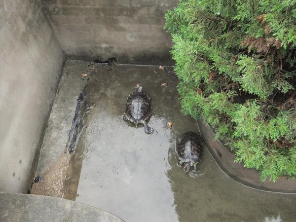 我养的大乌龟,不是甲鱼哦!-家有宠物-杭州19楼