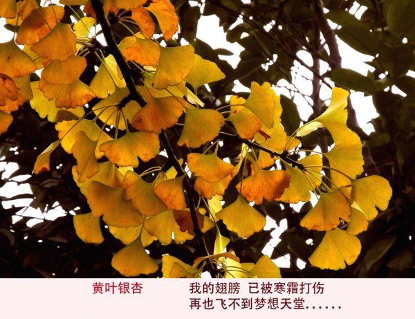 黃葉/紅葉的初冬