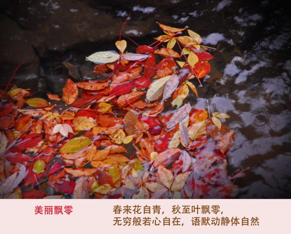 黃葉/紅葉的初冬
