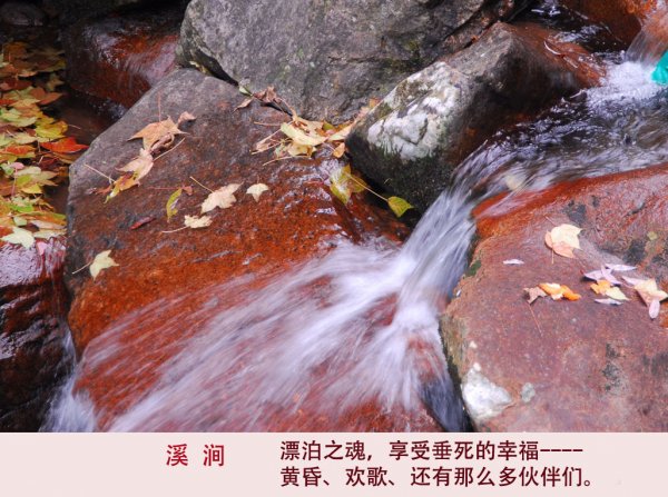 黃葉/紅葉的初冬