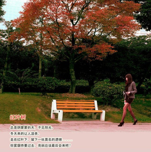 黃葉/紅葉的初冬