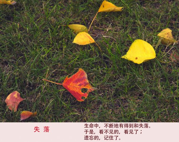 黃葉/紅葉的初冬