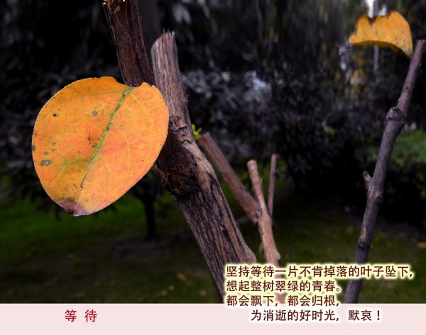 黃葉/紅葉的初冬