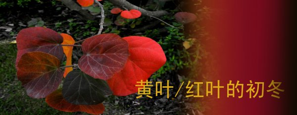 黃葉/紅葉的初冬
