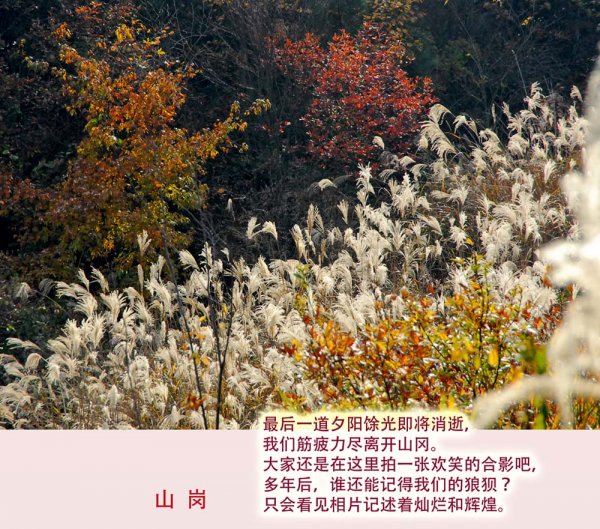 黃葉/紅葉的初冬
