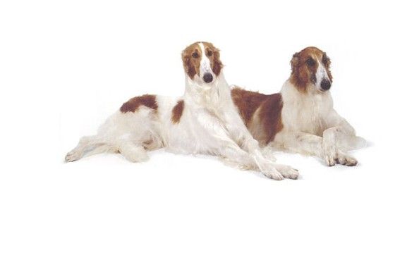 出售纯种苏俄猎狼犬MM一只,懂行的联系-宠物相关交易区-杭州19楼