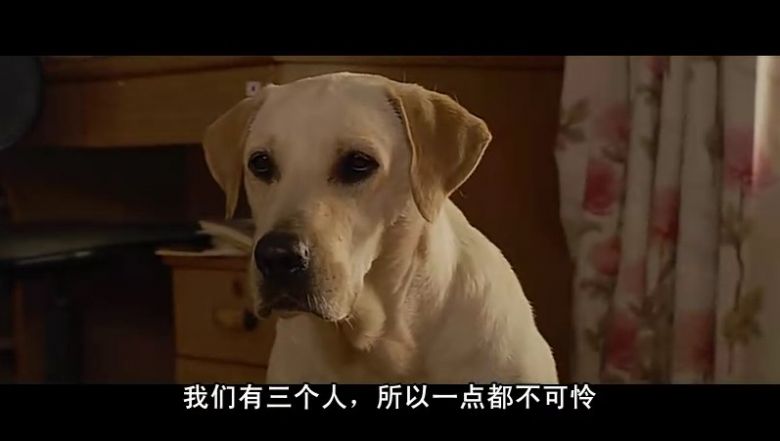 人狗奇缘 温暖的爪子 人和狗狗的故事 超级感人