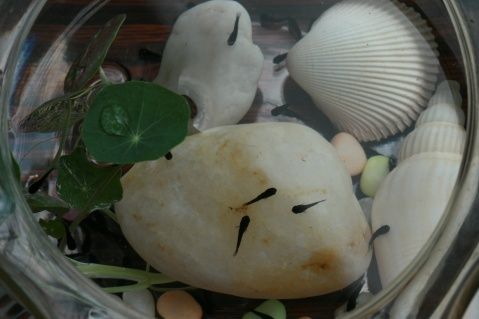 【免费送鱼】急!家里的玛丽鱼生小鱼了，喜欢鱼的朋友免费赠送-家有宠物-杭州19楼