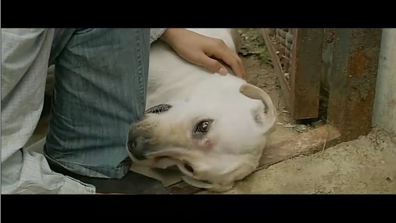 人狗奇缘 温暖的爪子 人和狗狗的故事 超级感人