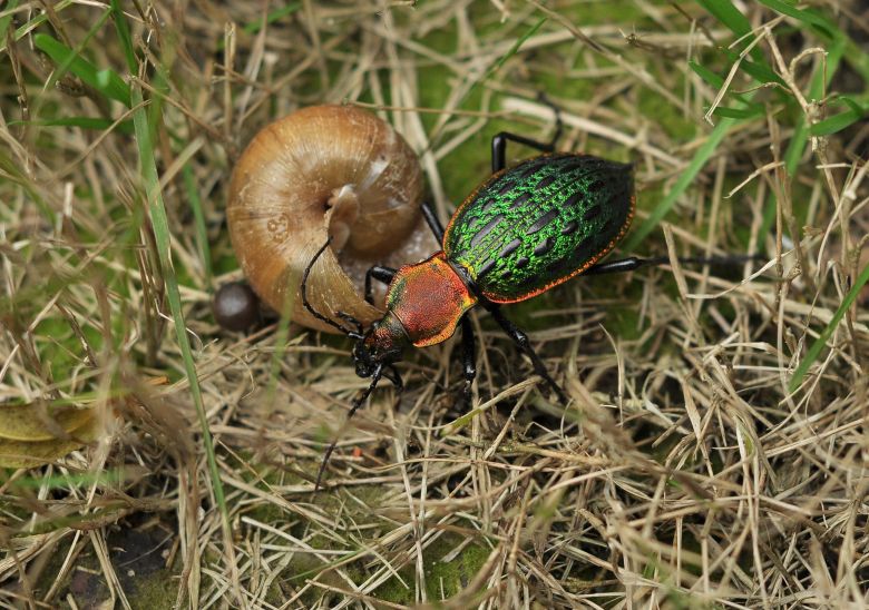 杭州昆虫记(看看你能认识几种 不断更新ing)-边