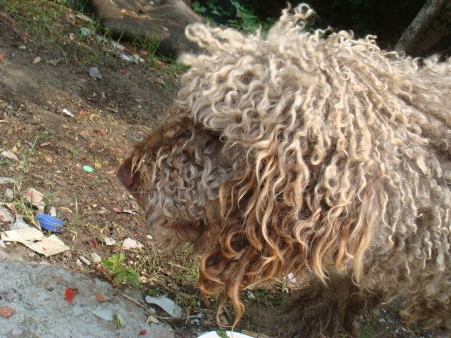 像比熊贵宾的流浪狗丢丢带回第10页有更新感