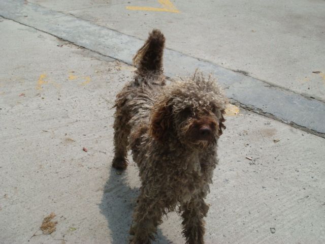 像比熊贵宾的流浪狗丢丢带回第10页有更新感