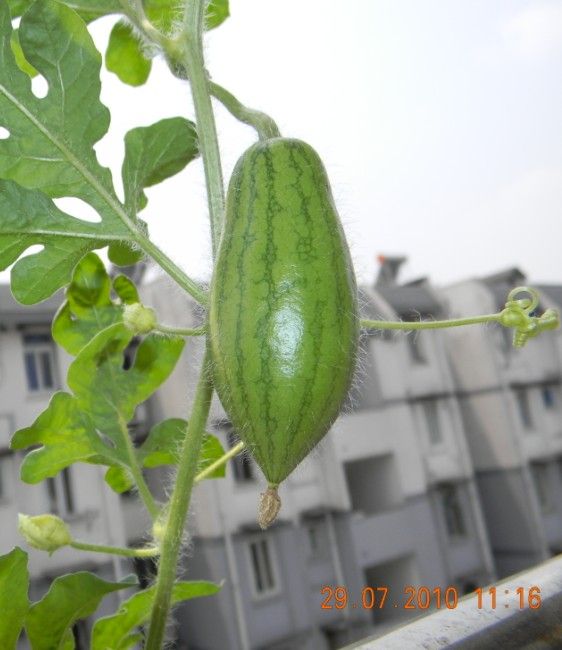 吗呀,我家阳台结了2只妖怪瓜,请专家来鉴定下