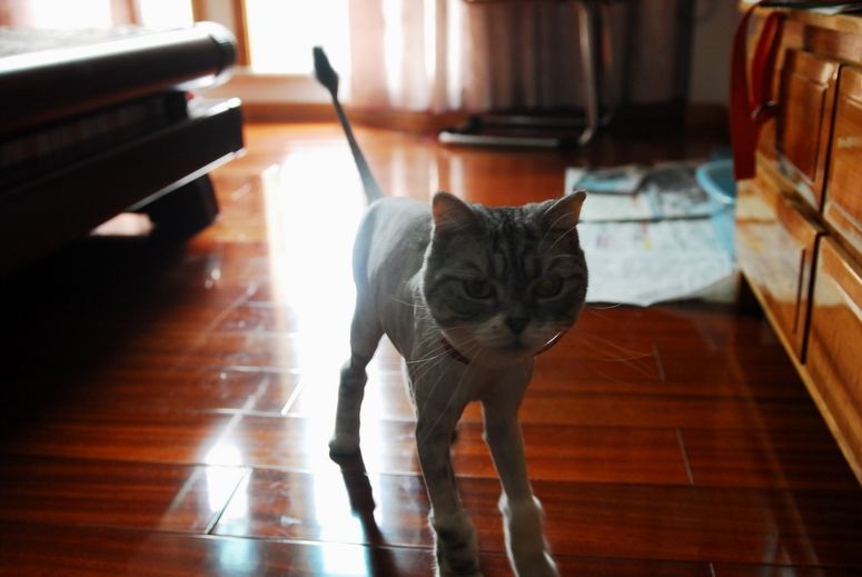 美猫剃毛后~实拍宝贝剃毛全过程!~大量图片!-