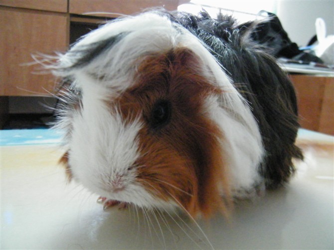 米纳桑有没有喜欢小豚鼠?-宠物相关交易区-杭